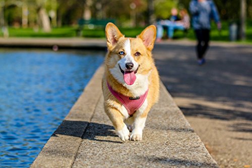 Corgi Origami Necklace, Best for Dog Lovers