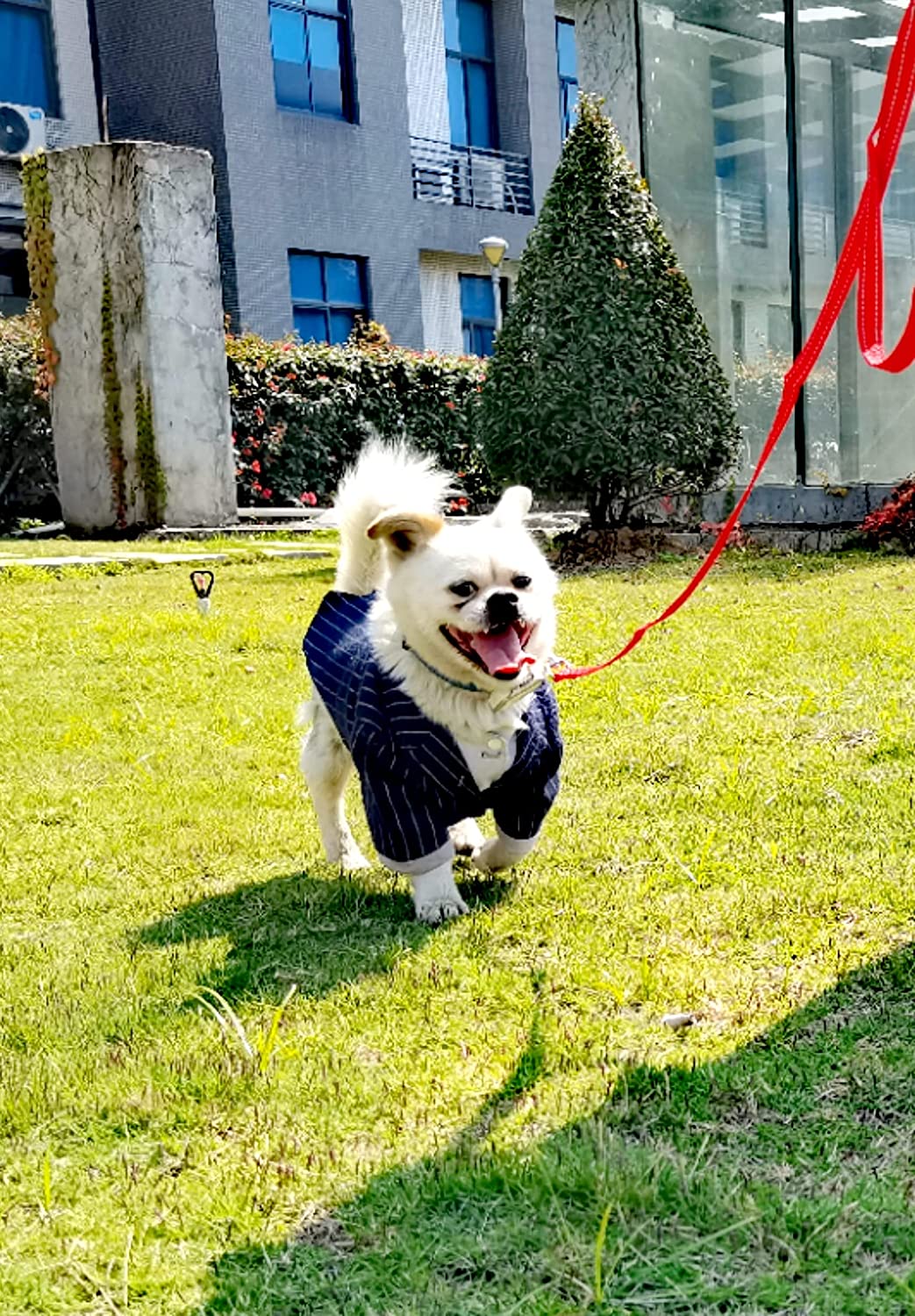 6FT Reflective Dog Leash for Large, Medium and Small Dogs, Strong Durable Nylon (Blue, 1 inch x 6FT)