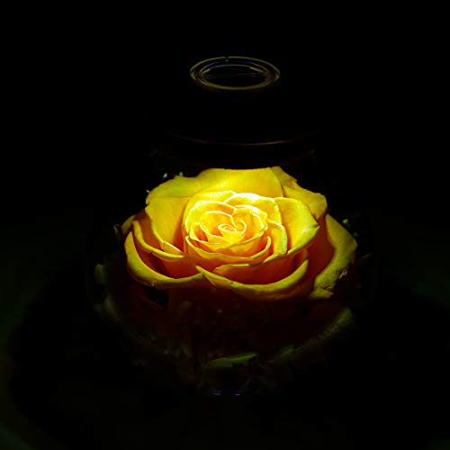 Preserved Real Roses w/  Colorful Mood Light Wishing Bottle