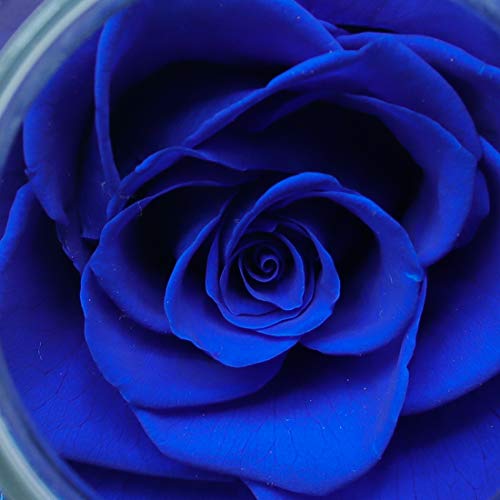 Preserved Real Roses w/  Colorful Mood Light Wishing Bottle