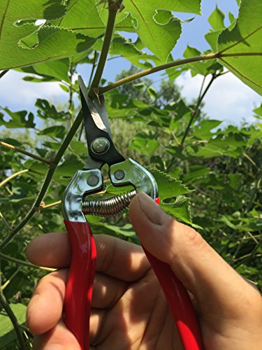 Small Garden Hand Pruner & Shears