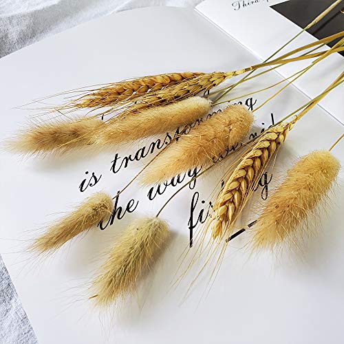 100 Pcs, Dried Bunny Tails Pampas for Flower Arrangements Home Decoration