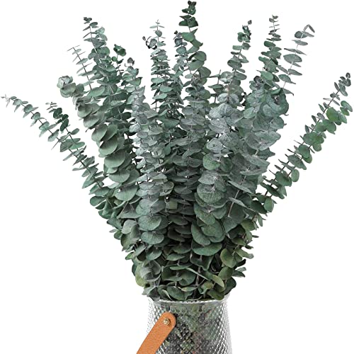 10 Pcs Dried Eucalyptus Stems 17" Real Eucalyptus 100% Made from Fresh Eucalyptus Leaves Artificial Eucalyptus