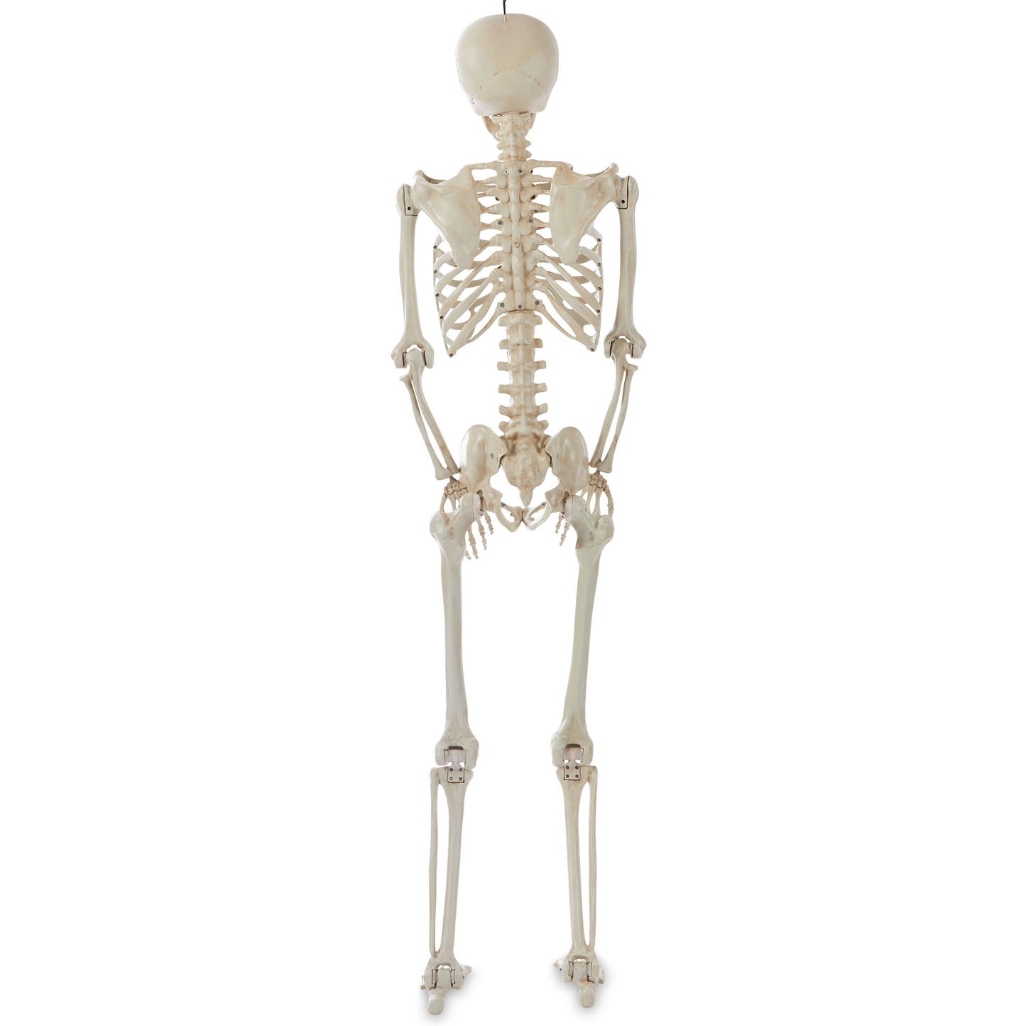 Halloween Hanging Posable Fake Skeleton Decoration, 5'