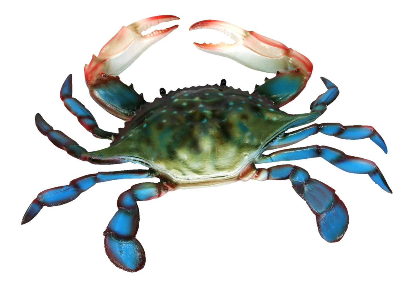 10 Inch Blue Crab Beach Bath Hall or Nursery Wall Decoration