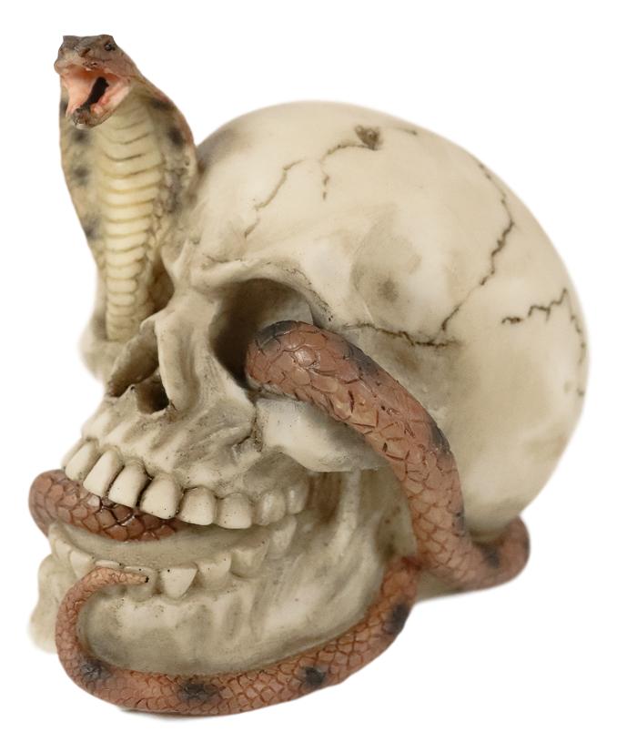 Cranium Skeleton Cobra Snake Habitat Skull Statue Figurine